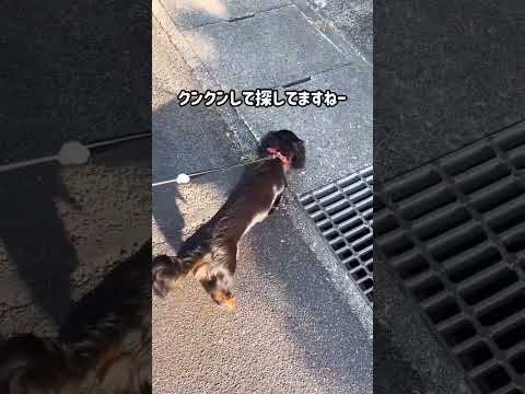 【あさんぽ】朝の散歩は気持ちいい　#shorts #犬 #dog