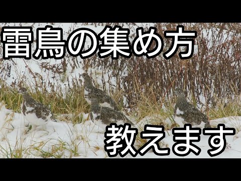 雷鳥は鳴き真似すると集まる！？#shorts