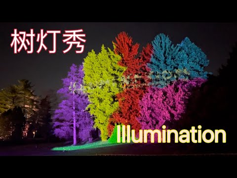 芝加哥Morton植物公园的树灯秀：美轮美奂。 Tree Lights at Morton Arboretum 2024.