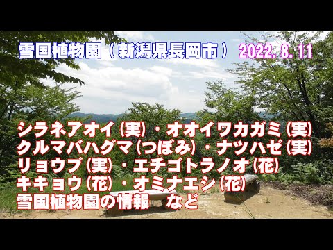 雪国植物園(新潟県長岡市)