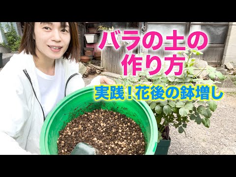 【実践】最近のバラの土の作り方。＆花が終わったバラの鉢増し。