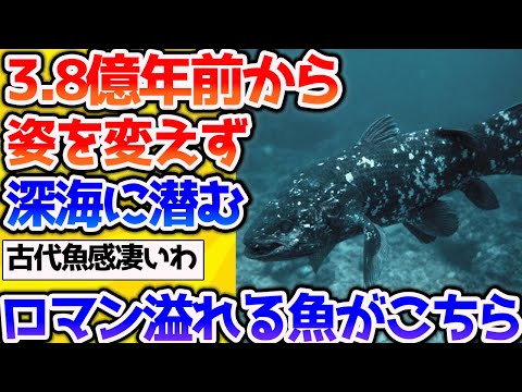 【2ch動物スレ】古代から姿を変えない「生きた化石」のシーラカンスがロマンの塊すぎた【なんj】 #生き物 #2ch