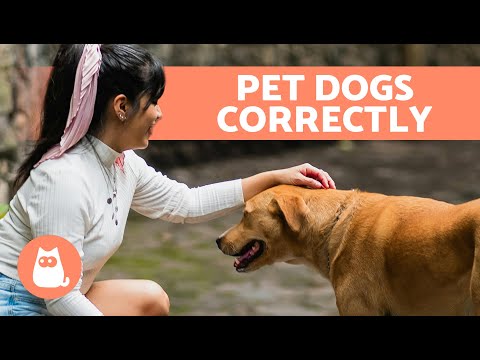 Where and How to PET a DOG 🐶👋🏻 Best and Worst Areas to PET DOGS