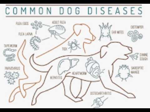 Top 3 Common Pet Diseases 2024 #pets #straydogs