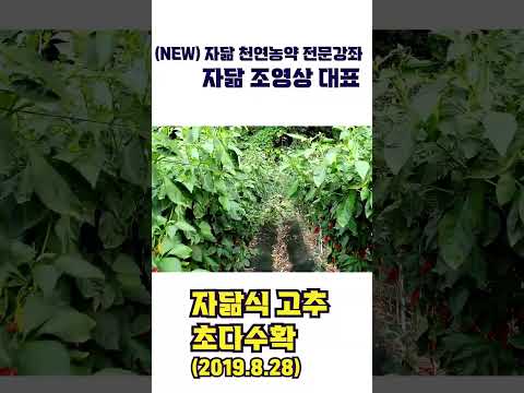 자닮식 고추 초다수확