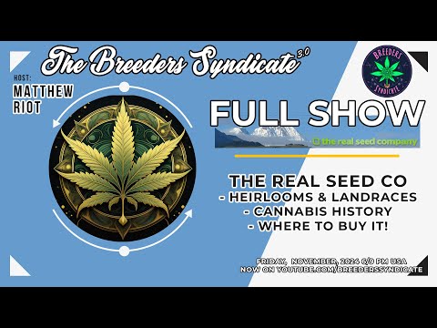 Angus from The Real Seed Company FULL #Landrace Heirloom #Sativas #Indica Afghanis #Cannabis