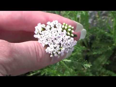 Beginners Guide To Harvesting Yarrow And Yarrow Growing Tips