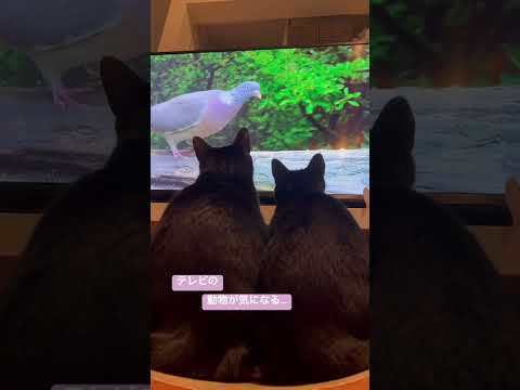 #ねこ動画 #ねこのいる生活 #保護猫との暮らし