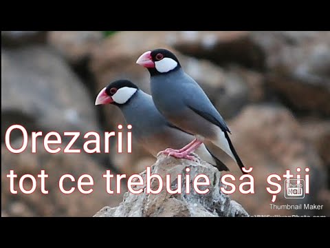 Ep. 7 Păsări exotice - Orezarii ( padda oryzivora ) Tot ce trebuie să știi