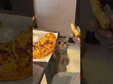 Give me a piece of pizza, too🍕 #cat #cute #meowed #funny #meowmoew #meows #pets #cutecat #catmeow