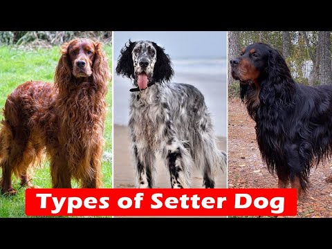 Difference Between Irish Setter, English Setter And Gordon Setter