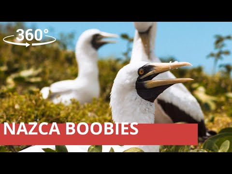 360° Encounter -  Nazca Booby at Isla de la Plata, Ecuador (8K resolution)