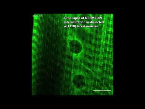 Live applications of norbormide-based fluorescent probes in Drosophila melanogaster