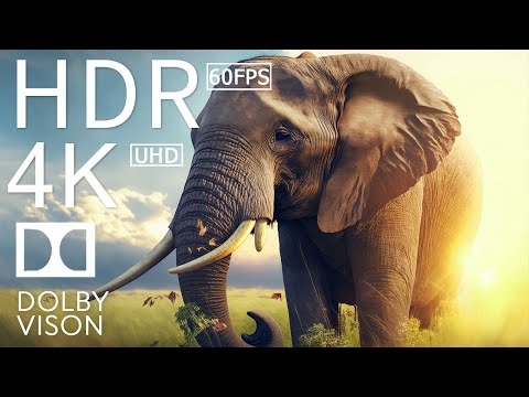 BIG ANIMALS - 4K (60FPS) ULTRA HD - With Nature Sounds (Colorfully Dynamic)