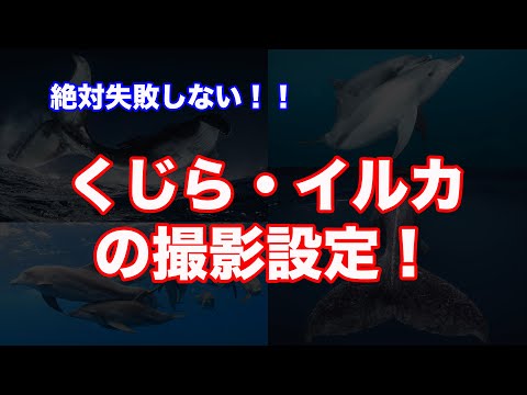 絶対失敗しない！！　クジラ・イルカ撮影設定