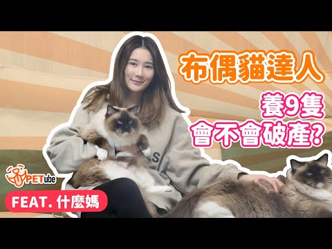 布偶貓達人 養9隻會不會破產? FEAT. 什麼媽【寵物知識+】｜#哈寵PETube 第229集