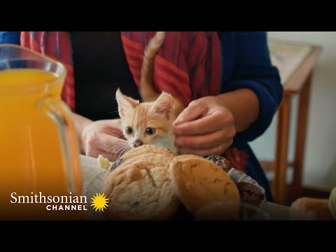 This Ancient Greek Town Has Been Mostly Abandoned 🐈 Smithsonian Channel