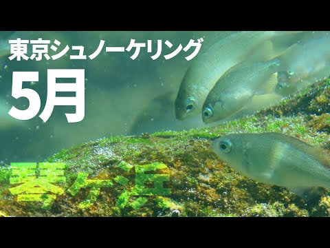 ＃１４琴ヶ浜でシュノーケリング（2017年5月）【東京シュノーケリング】