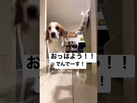 おはようございます#shorts #ビーグル #ビーグル犬 #犬 #いぬ #おはようvtuber #おはようございます #あいさつ