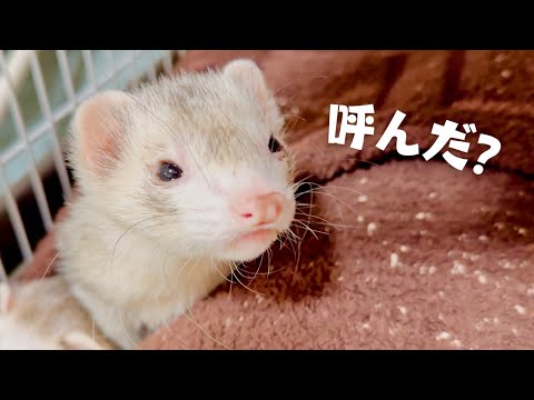 【フェレット】新年を迎えて自由奔放なチョコミント家【ferret#1715】