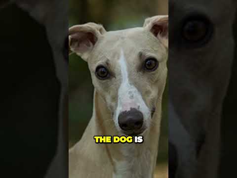 Whippet The Fastest Dog Breed on Earth  Leaves Humans and Coyotes in the Dust