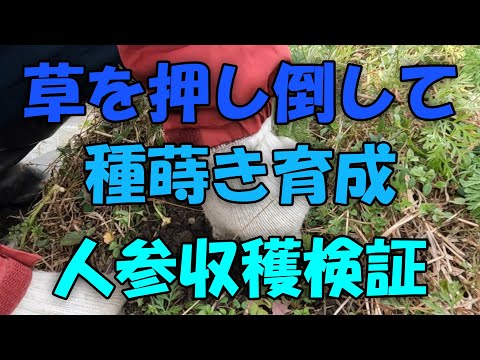 【ニンジン】草を押し倒して種を蒔くその後　ニンジン収穫検証　自然農