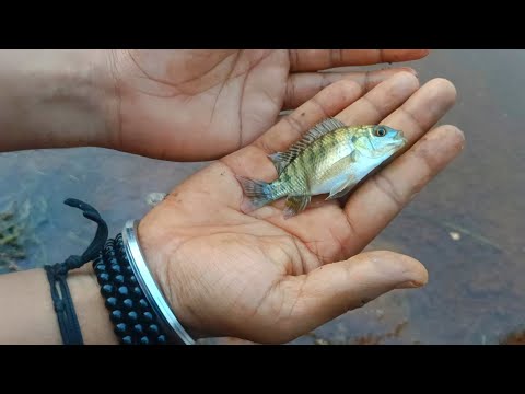 Fishing Video 🐠 मछली पकड़ने का देसी जुगाड 🐟 Fish Catching 🎣