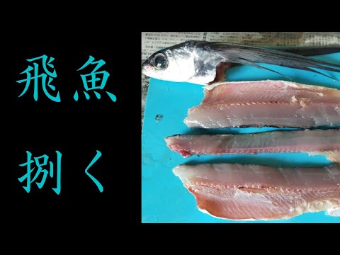 【魚さばき】トビウオの三枚おろし。刺身と塩焼きで食べる