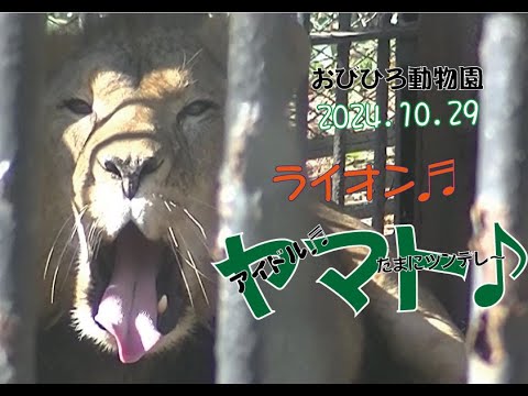 おびひろ動物園　寒くてもヤマトは元気だ♬上空からも撮ってみたよ♪2024年10月29日♬