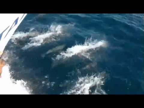 Dolphins from the bow of TAKA