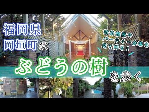 【福岡県岡垣町のぶどうの樹を歩く】　福岡観光