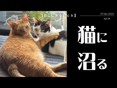 今年一年、猫たち共々皆様に感謝しております。【ねこによる。ｃｈ】epi.34