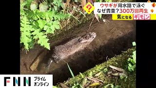 ウサギが用水路で泳ぐ　なぜ貴重? ツイッターで300万回再生