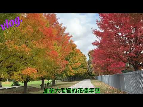 秋到小鎮  【Vlog 20241013】 #秋色 #fallcolors