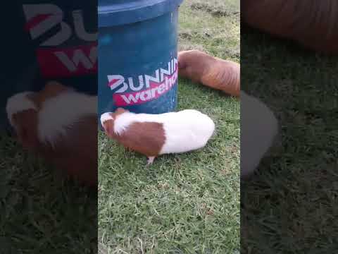 So cute guinea pigs #pets #guineapigs #animals #宠物 #荷兰鼠 #豚鼠 #动物