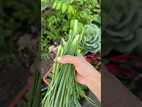 顺风鱼季节 Part 1 of 3 新手零失败 #学到八十仍嫌少