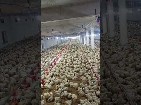 poultry farm #murgifarm  #murgi_palan #farming