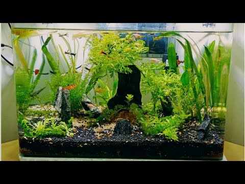 Beautiful and Simple Aquarium 🐠