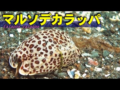 【 マルソデカラッパ 】その名は椰子の実　Calappa calappa