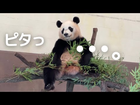 【速報】楓浜どした!?今日も謎すぎる🤭今日のパンダファミリー 良浜 結浜 彩浜 楓浜🐼