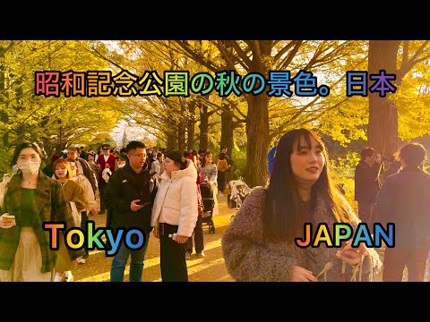 [4K HDR] Autumn View of Showa Kinen Park Golden Ginkgo. # Walking tour in Showa Kinen Park. Japan.