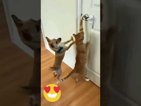 ఇవి🐕😻రెండూ కలిసి పెద్ద స్కెచ్ వేసాయి🙄 #shorts #funnydog #funnycat