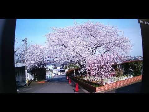 南ヶ丘病院の🌸桜