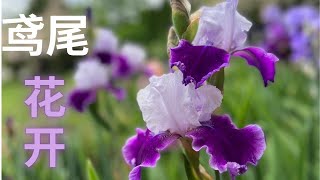 【种花】美哉, 鸢尾花开: bearded iris; Siberian iris; Japanese iris；Louisiana iris. 带你看紫苑的鸢尾，用眼睛去欣赏, 让音乐流淌...