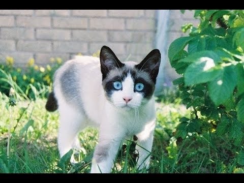 Animal Planet  : Cats 101 ~ Snowshoe