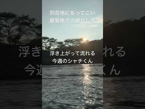 【日本全国の水上を流れるシャチくん】今週もどこかで流れてます。#shorts