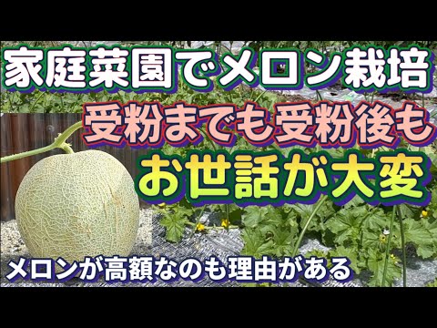 【楽しいメロン栽培2024Part２】美味しいメロンを収穫する為の大事なお世話の仕方