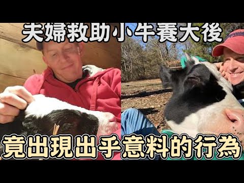 夫婦救助無助小牛,細心照顧養大後,竟出現出乎意料的行為!超愛撒嬌好像隻大狗狗｜救援｜動物｜牛｜感動｜暖心