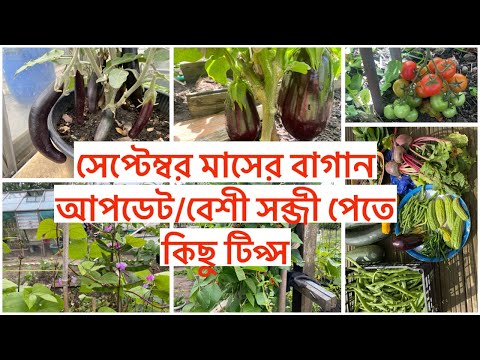 সেপ্টেম্বর মাসের বাগান আপডেট/বেশী সব্জী পেতে কিছু টিপ্স