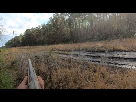 SC Deer Dog Drives 12/11/21: Many Deer Jumped and Shot At!